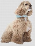 Ascob Cocker Spaniel (image for) Ascob Cocker Spaniel